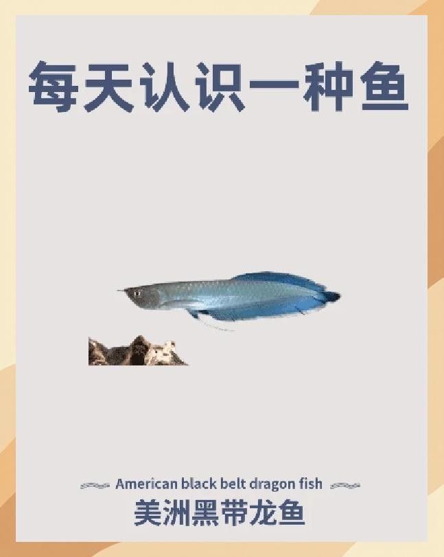 黑帶黑龍魚很難養(yǎng)嗎知乎