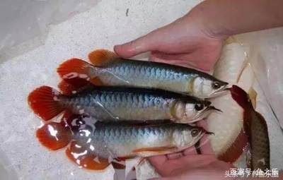 紅龍魚挑選（如何挑選紅龍魚）