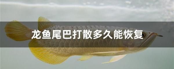 龍魚尾巴從根部斷了會長？：龍魚尾巴從根部斷了會影響壽命嗎