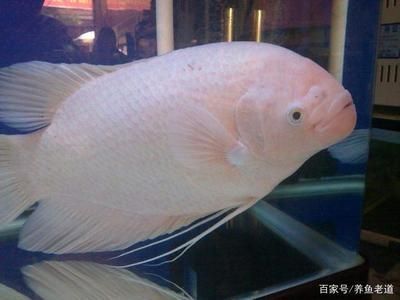 龍魚頭頂很多皺紋：龍魚頭頂出現皺紋可能有多種原因 龍魚頭頂很多皺紋：龍魚頭頂出現皺紋可能有多種原因 龍魚百科 第3張
