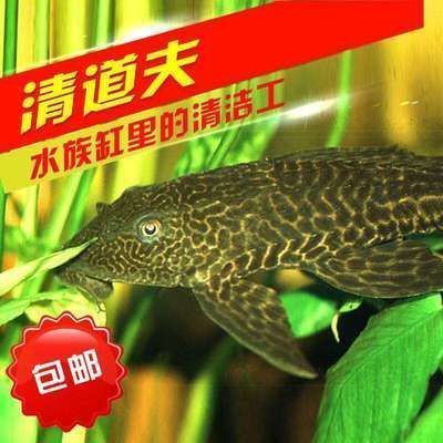 龍魚飼料魚回來要養幾天呢（龍魚飼料魚回來后需要養幾天）