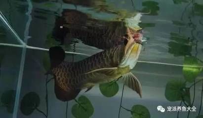 龍魚來回上下蹭缸