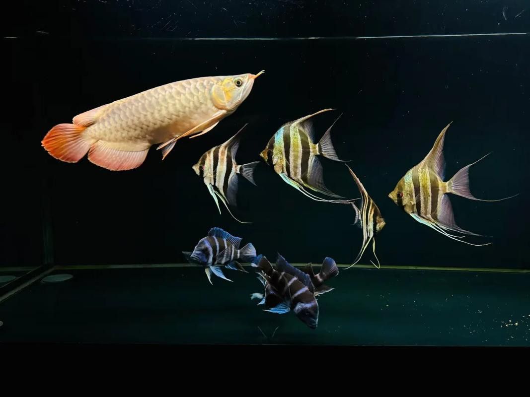 北京哪里有賣龍魚的地方
