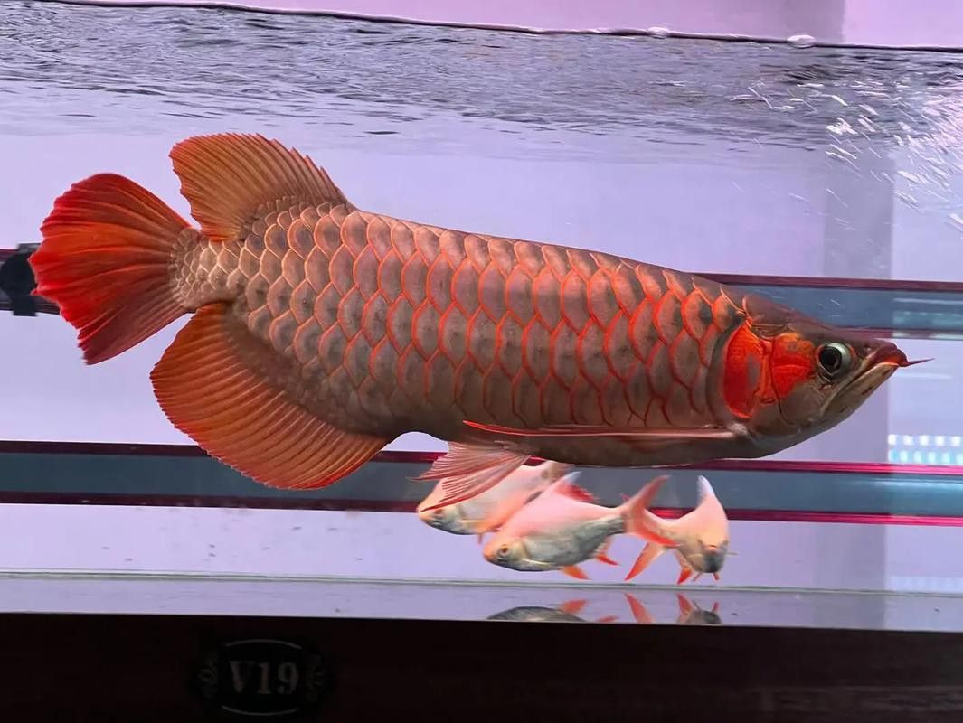 北京哪里有賣龍魚的地方