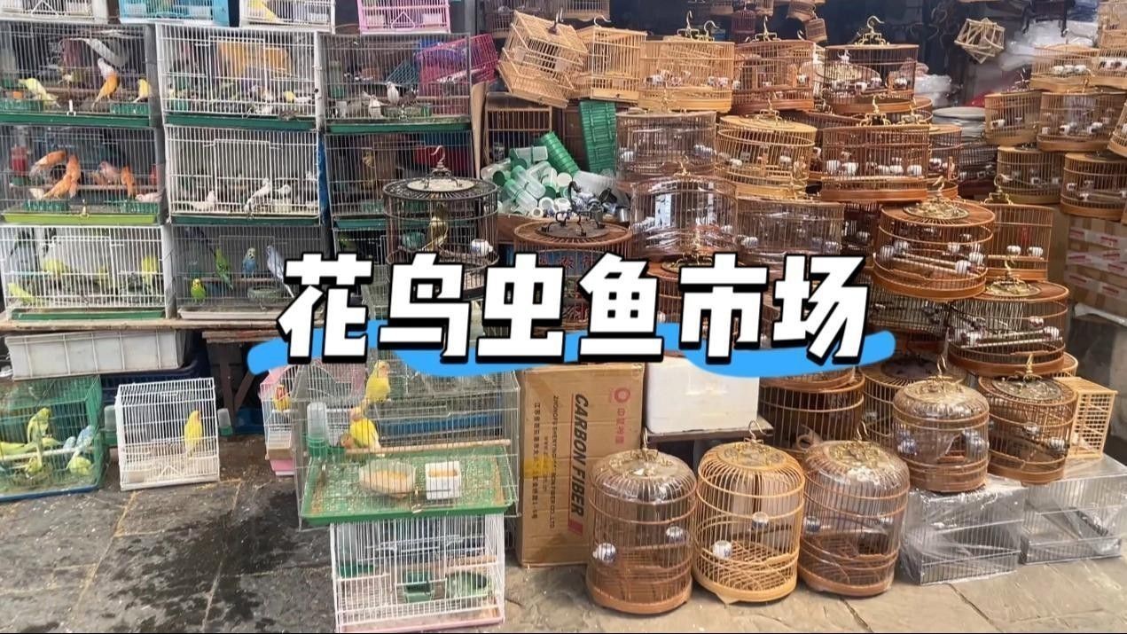 北京哪里有賣龍魚的地方