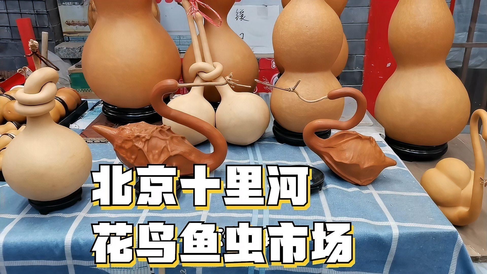 北京哪里有賣龍魚的地方