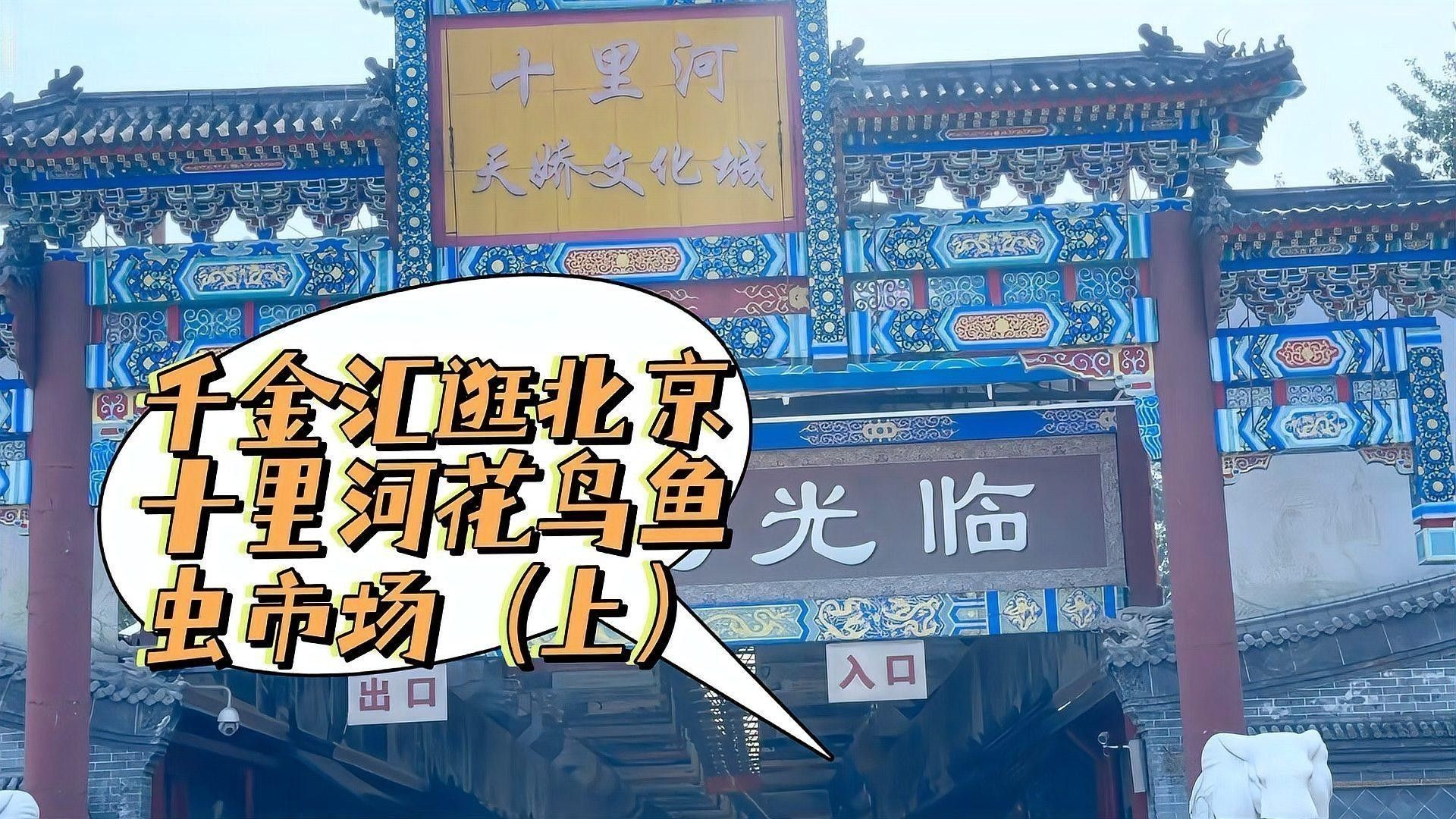 北京哪里有賣龍魚的地方