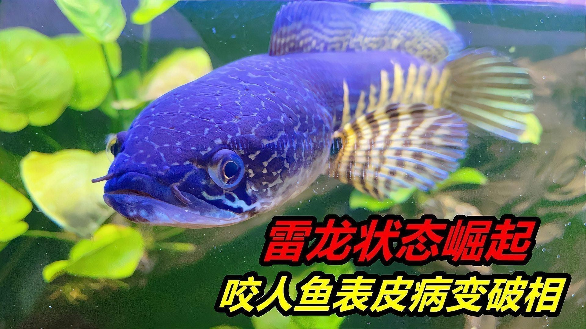 赤血雷龍魚能長多大