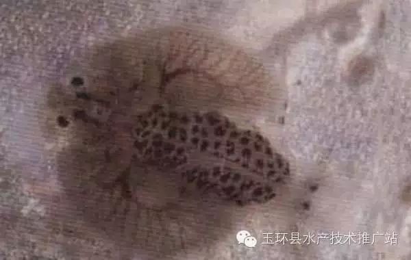 魚虱用什么藥最好