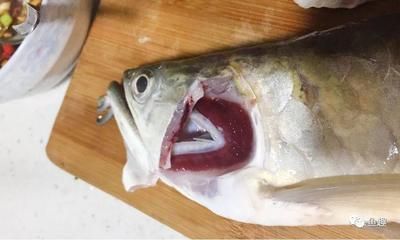 泥鰍喂龍魚怎么消毒（喂食龍魚泥鰍之前，可以通過上述方法對泥鰍進行消毒處理）