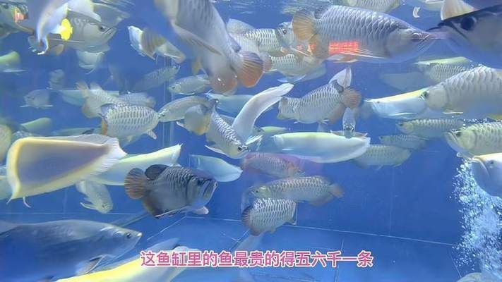 幾百萬的龍魚能養嗎（養殖幾百萬的龍魚并非不可能）
