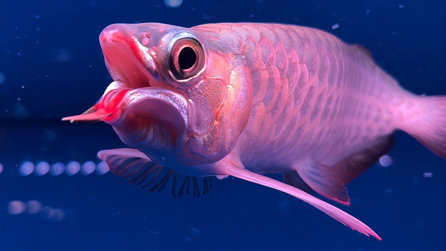 龍魚 海水