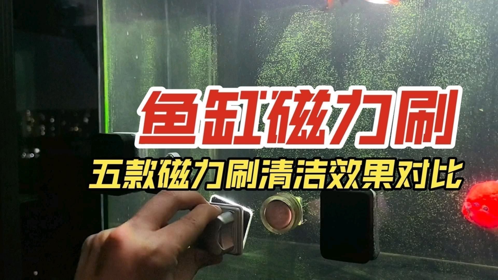 如何選擇適合金龍魚缸的清潔工具？ 如何選擇適合金龍魚缸的清潔工具？ 龍魚百科 第14張