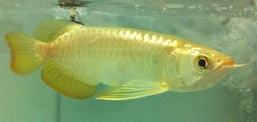 金龍魚幼魚怎么看品相好壞啊：如何挑選健康活潑的金龍魚幼魚