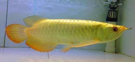 金龍魚幼魚怎么看品相好壞啊：如何挑選健康活潑的金龍魚幼魚