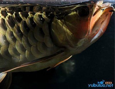 龍魚最近不愛吃食怎么辦呀吃什么藥：如何處理龍魚不愛吃食？