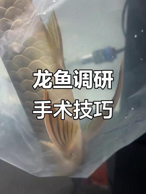 如何給龍魚做手術圖片