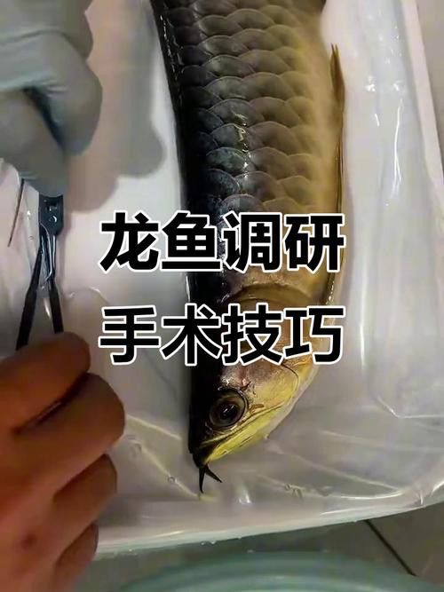 如何給龍魚做手術圖片