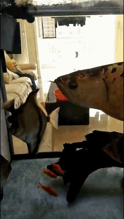 如何給龍魚做手術圖片