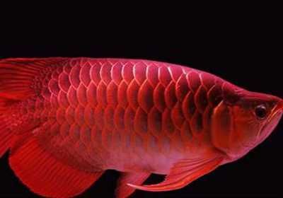 如何判斷龍魚7分飽（判斷龍魚是否吃到七分飽，可以通過觀察其進食行為和身體反應來確定）