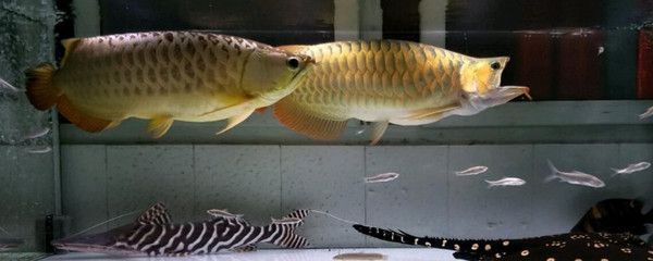 如何判斷龍魚7分飽（判斷龍魚是否吃到七分飽，可以通過觀察其進食行為和身體反應來確定）
