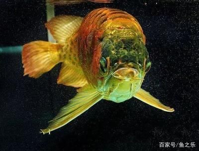 龍魚弓背能否恢復正常（龍魚弓背可能由多種因素引起，治療和恢復可能性取決于多種因素）