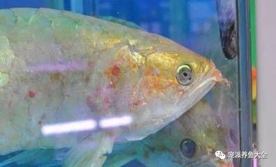 龍魚弓背能否恢復正常（龍魚弓背可能由多種因素引起，治療和恢復可能性取決于多種因素）