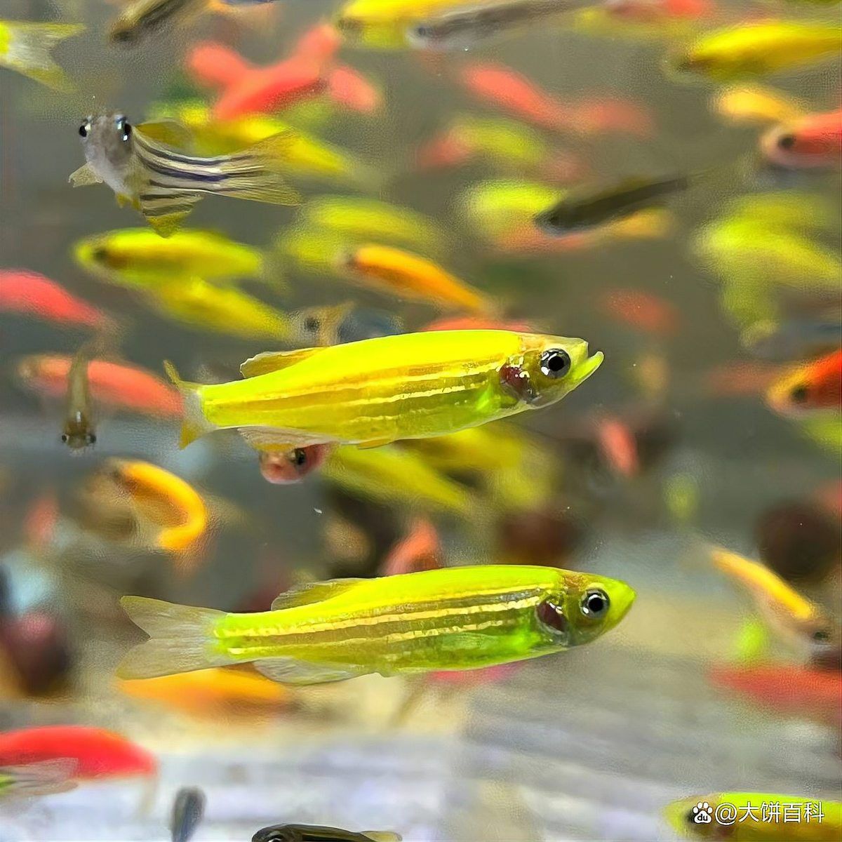 雷龍魚卵白色：雷龍魚卵白色品種特點，雷龍魚卵白色市場價格