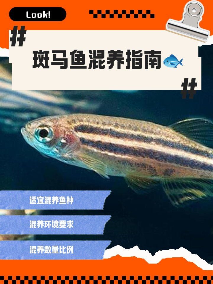 雷龍魚卵白色：雷龍魚卵白色品種特點，雷龍魚卵白色市場價格