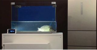龍魚為什么死了放冰箱里還能活：龍魚死亡后放入冰箱冷凍室保存應注意的是冷凍過程