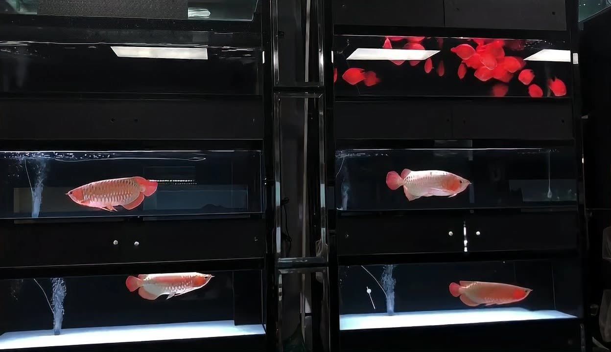 祥龍水族館特色展覽：蘭州市城關區祥龍水族館