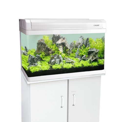 養龍魚用什么缸好看