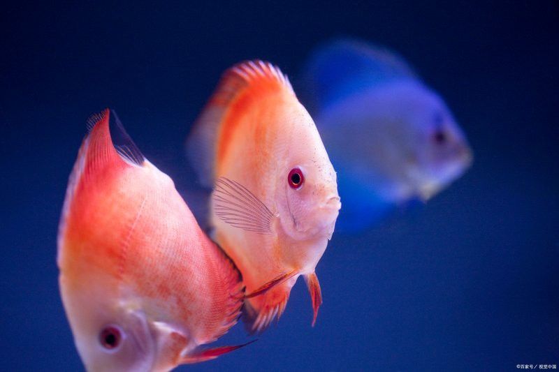 如何與小火龍魚建立信任關系？