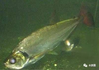 巨暴魚苗飼料選擇指南，巨暴魚苗飼料營養成分解析