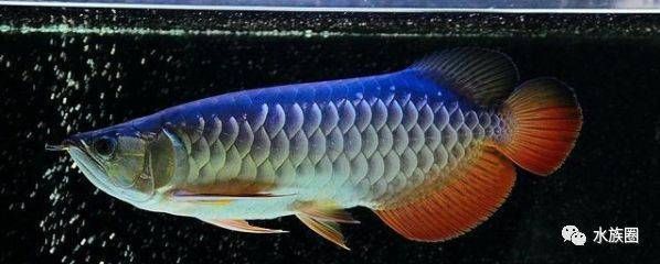 巨暴魚苗飼料選擇指南，巨暴魚苗飼料營養成分解析