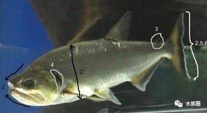 巨暴魚苗飼料選擇指南，巨暴魚苗飼料營養成分解析