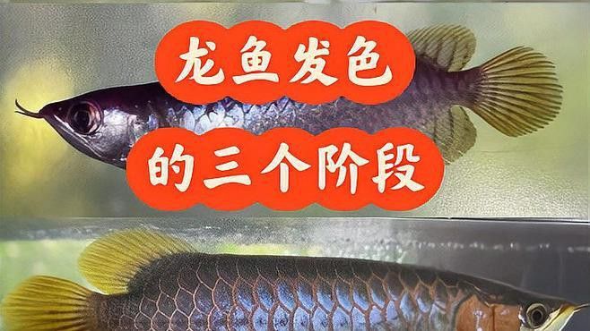 如何判斷古典金龍是否開始發色？