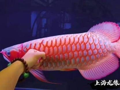 觀賞紅龍魚價格及圖片