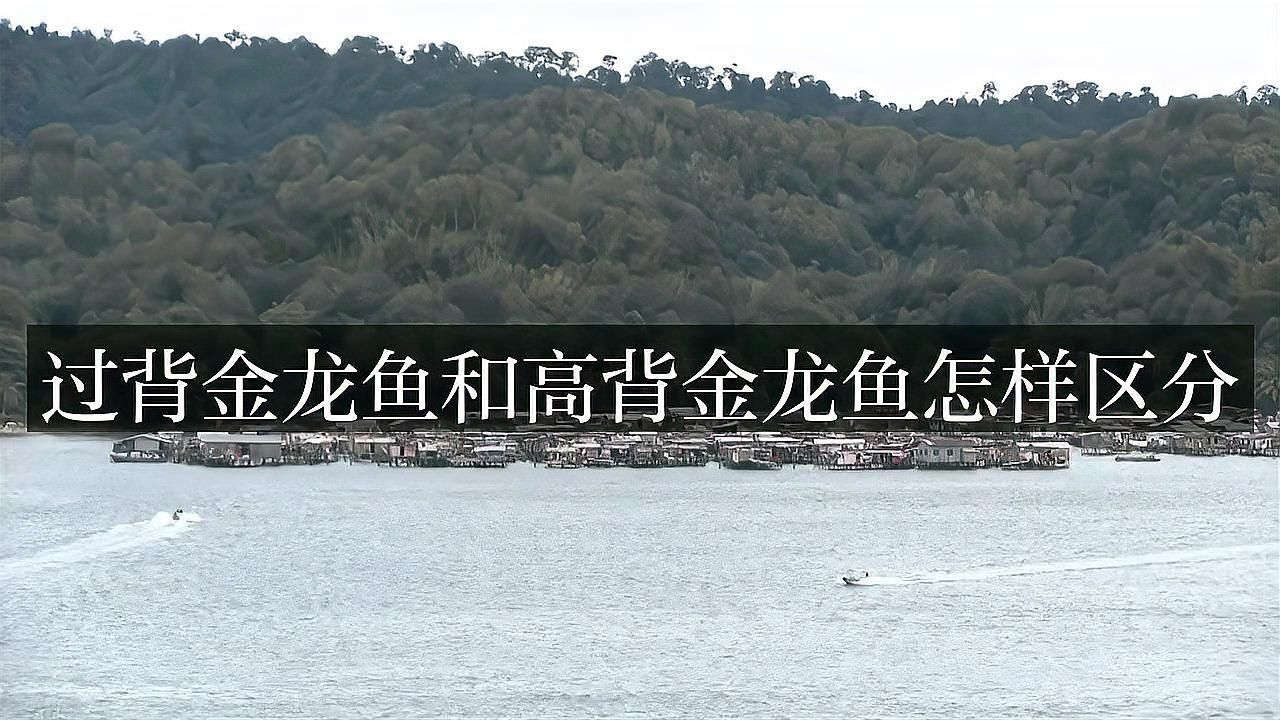 過背金龍與其他品種對比