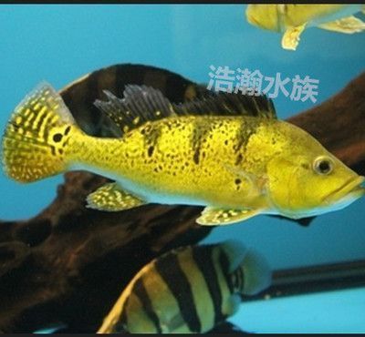 龍魚和巴西亞帝王三間一起混養(yǎng)嗎：龍魚和巴西亞帝王三間可以一起混養(yǎng)