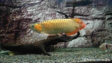 龍魚怎么樣過水不把袋子放進去養：過水是龍魚飼養過程中的一項重要步驟，不需要袋子放入魚缸中