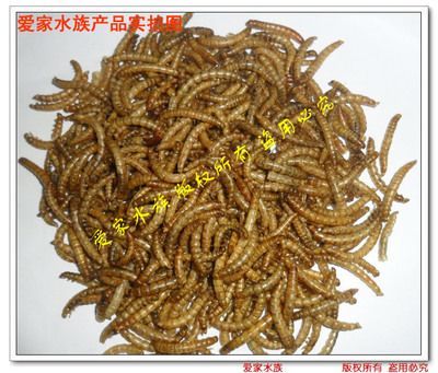龍魚能吃面包蟲干嗎：龍魚可以吃面包蟲干嗎，龍魚能吃面包蟲干嗎，需要注意什么