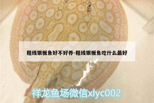 銀板魚飼料選擇指南：自制銀板魚飼料配方銀板魚幼魚飼料配方