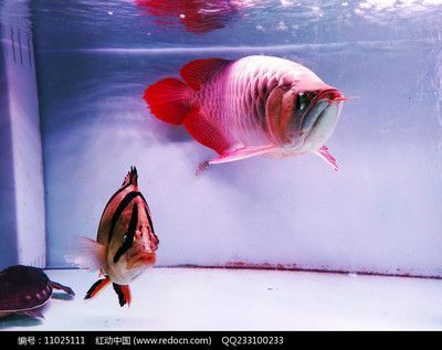 紅龍魚的特征描寫：關(guān)于紅龍魚的知識