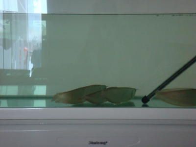 在金龍魚上班怎么樣：在金龍魚上班是一種怎樣的體驗(yàn)？