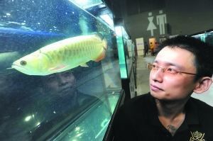 廣州龍魚比賽特殊組隊是什么：廣州龍魚比賽是一個專業(yè)且盛大的賽事