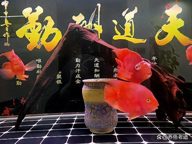 龍魚驅蟲的最佳時機