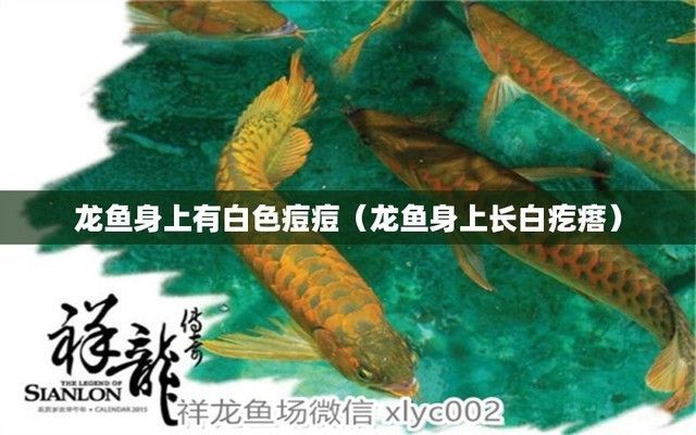 龍魚身上長(zhǎng)白疙瘩怎么回事：龍魚身上出現(xiàn)白色疙瘩可能是由寄生蟲感染或色素沉積引起的