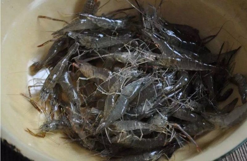 龍魚吃蝦嗎？