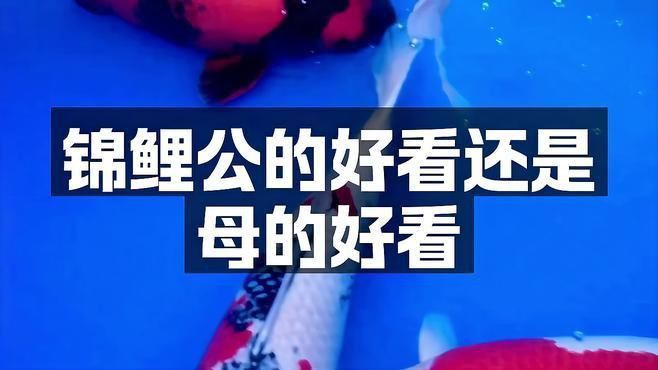 錦鯉公母魚哪個漂亮